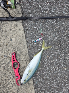 ツバスの釣果