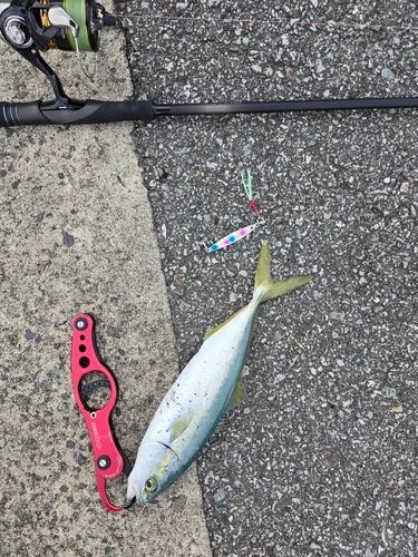 ツバスの釣果