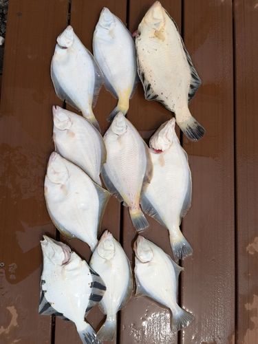 カレイの釣果