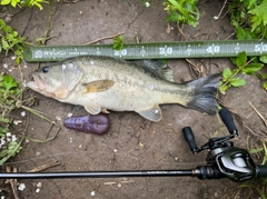 ラージマウスバスの釣果