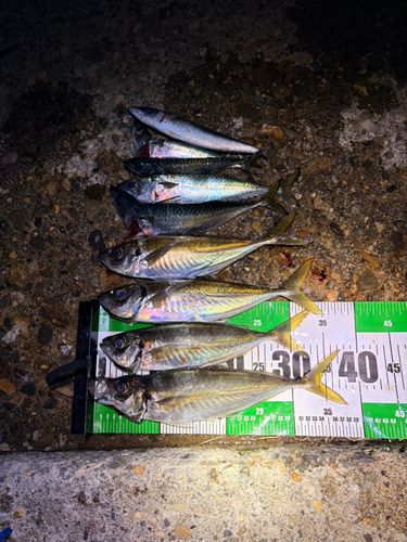 アジの釣果