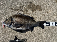 チヌの釣果