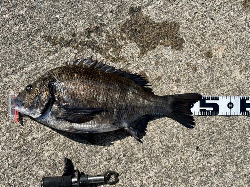 チヌの釣果