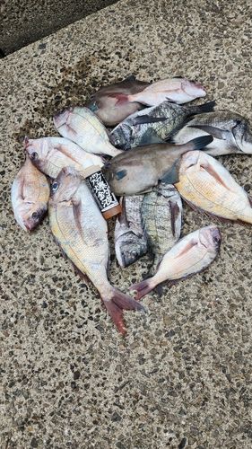 タイの釣果