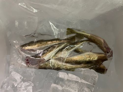 コマイの釣果