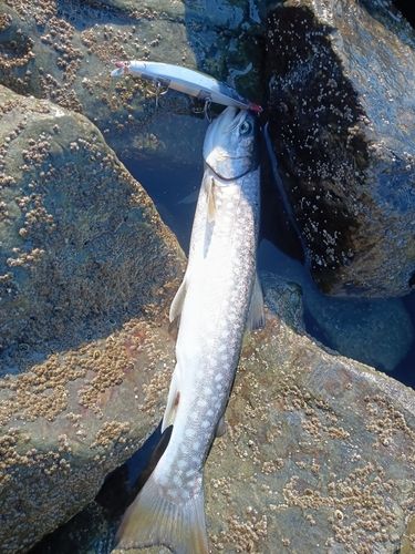 アメマスの釣果