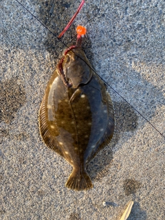 イシガレイの釣果