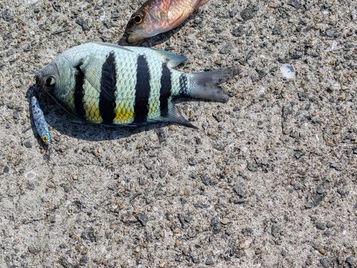 オヤビッチャの釣果