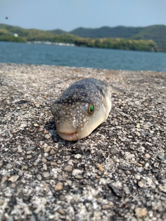 フグの釣果