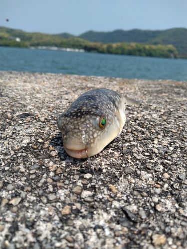 フグの釣果