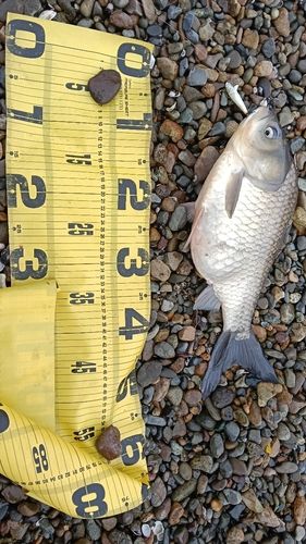 ヘラブナの釣果
