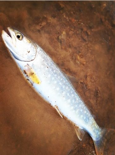 エゾイワナの釣果