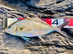 カンパチの釣果