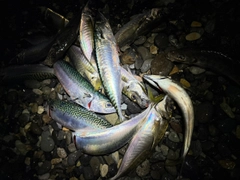 マアジの釣果