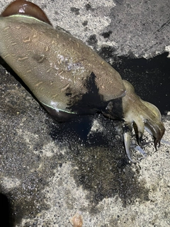 モンゴウイカの釣果