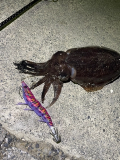 コウイカの釣果