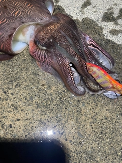 モンゴウイカの釣果