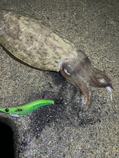 モンゴウイカの釣果