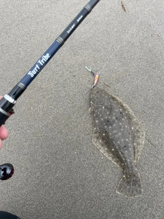 ソゲの釣果