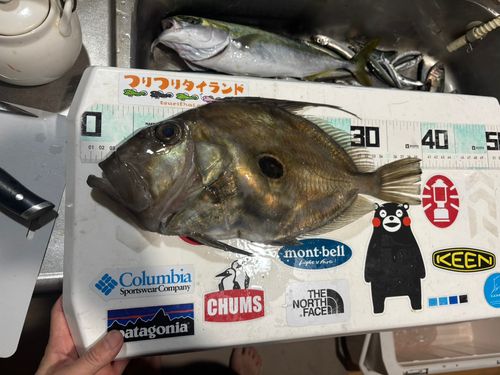 マトウダイの釣果