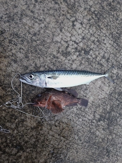 サバの釣果