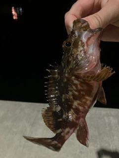 カサゴの釣果