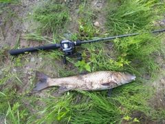 ニゴイの釣果