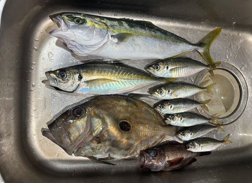 アジの釣果