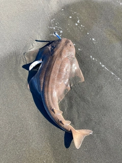 カスザメの釣果