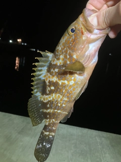アコウの釣果
