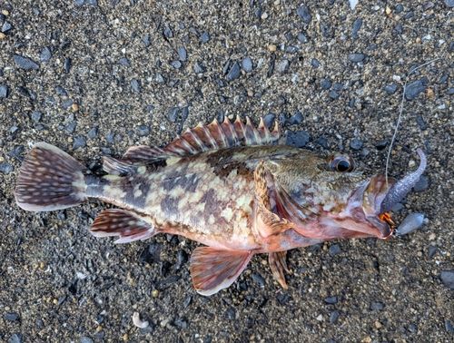 アラカブの釣果