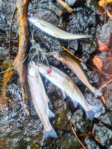 ヒメマスの釣果