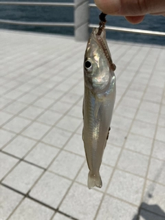キスの釣果