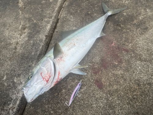 ブリの釣果