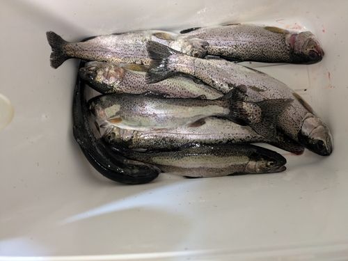 ニジマスの釣果