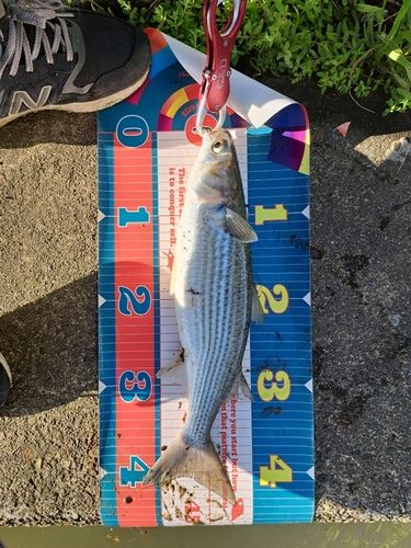 ボラの釣果