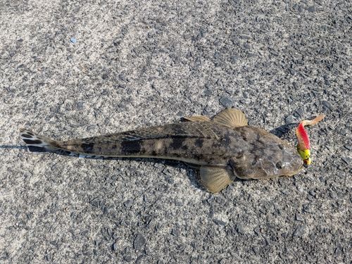マゴチの釣果