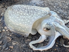 シリヤケイカの釣果