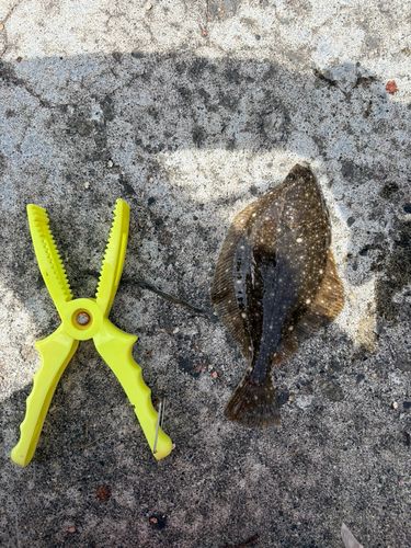 カレイの釣果