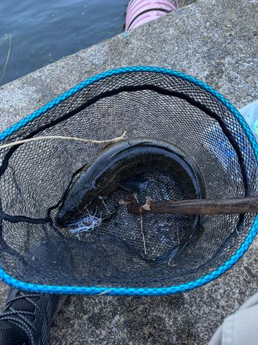 ライギョの釣果