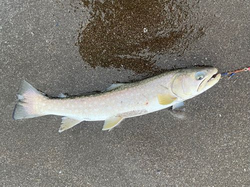アメマスの釣果