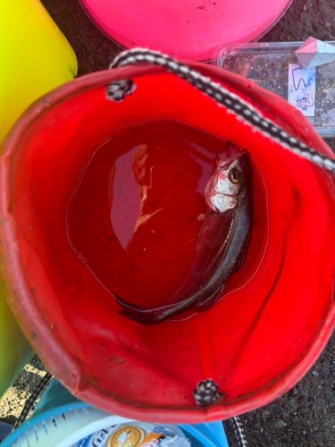 フッコ（マルスズキ）の釣果