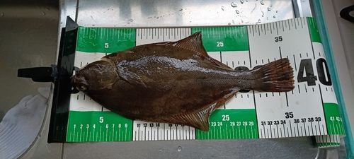 カレイの釣果