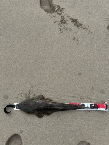 マゴチの釣果
