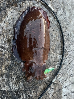 コウイカの釣果