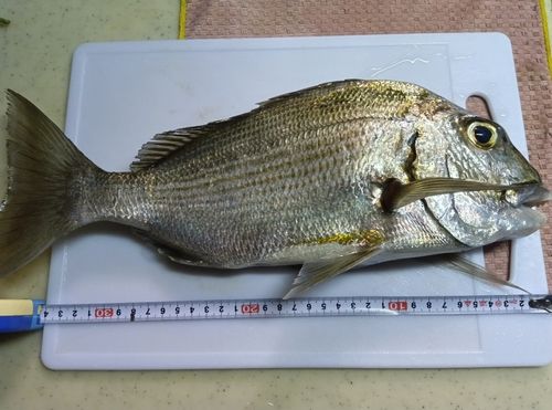 ブダイの釣果