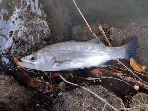 ヒラスズキの釣果