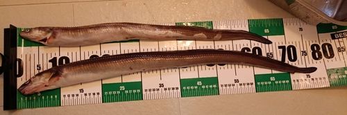 アナゴの釣果