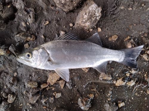 ヒラスズキの釣果
