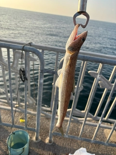 エソの釣果